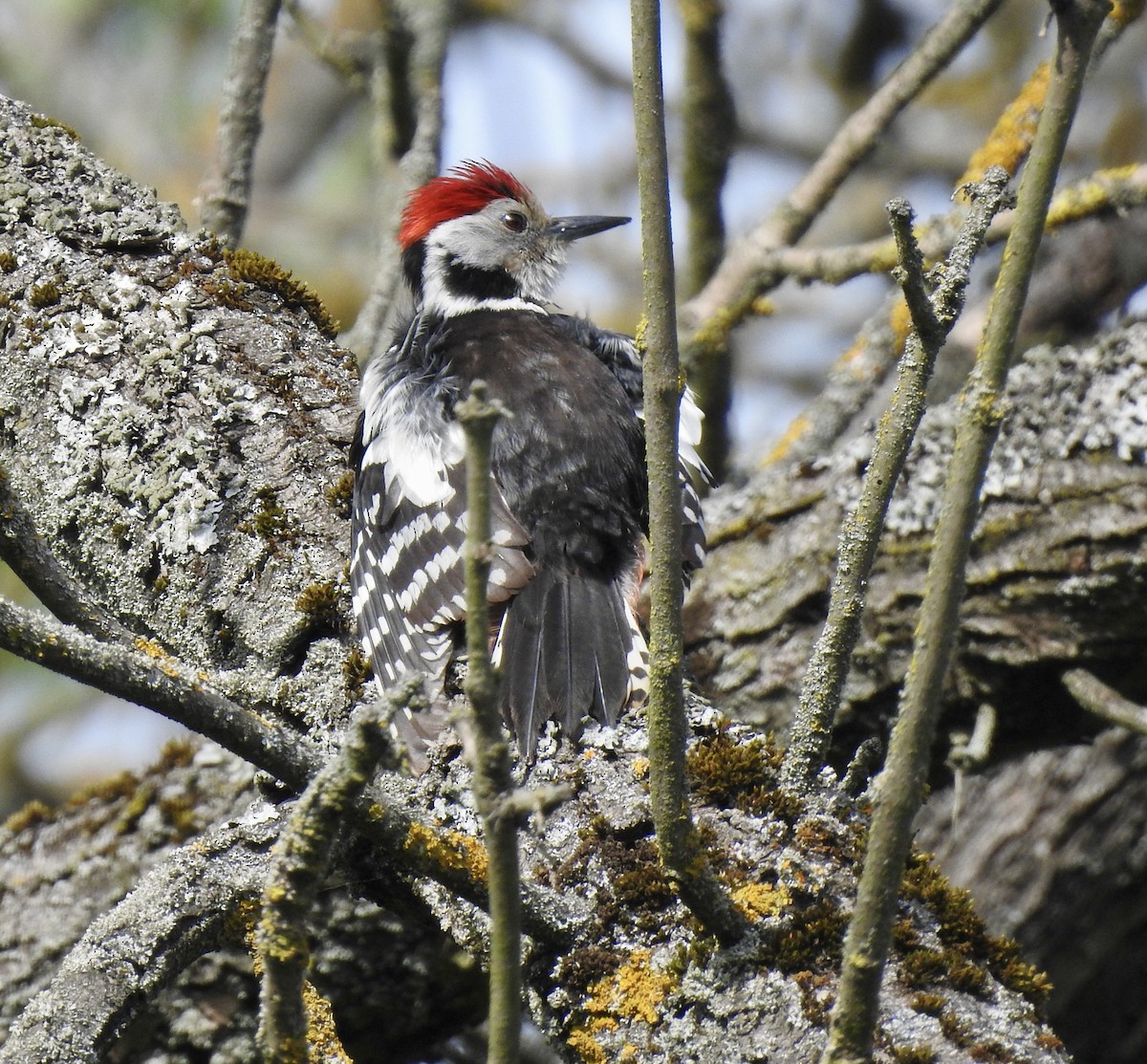 Middle Spotted Woodpecker - ML618953413