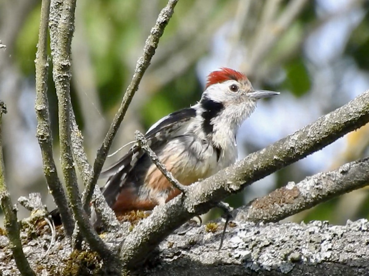 Middle Spotted Woodpecker - ML618953415