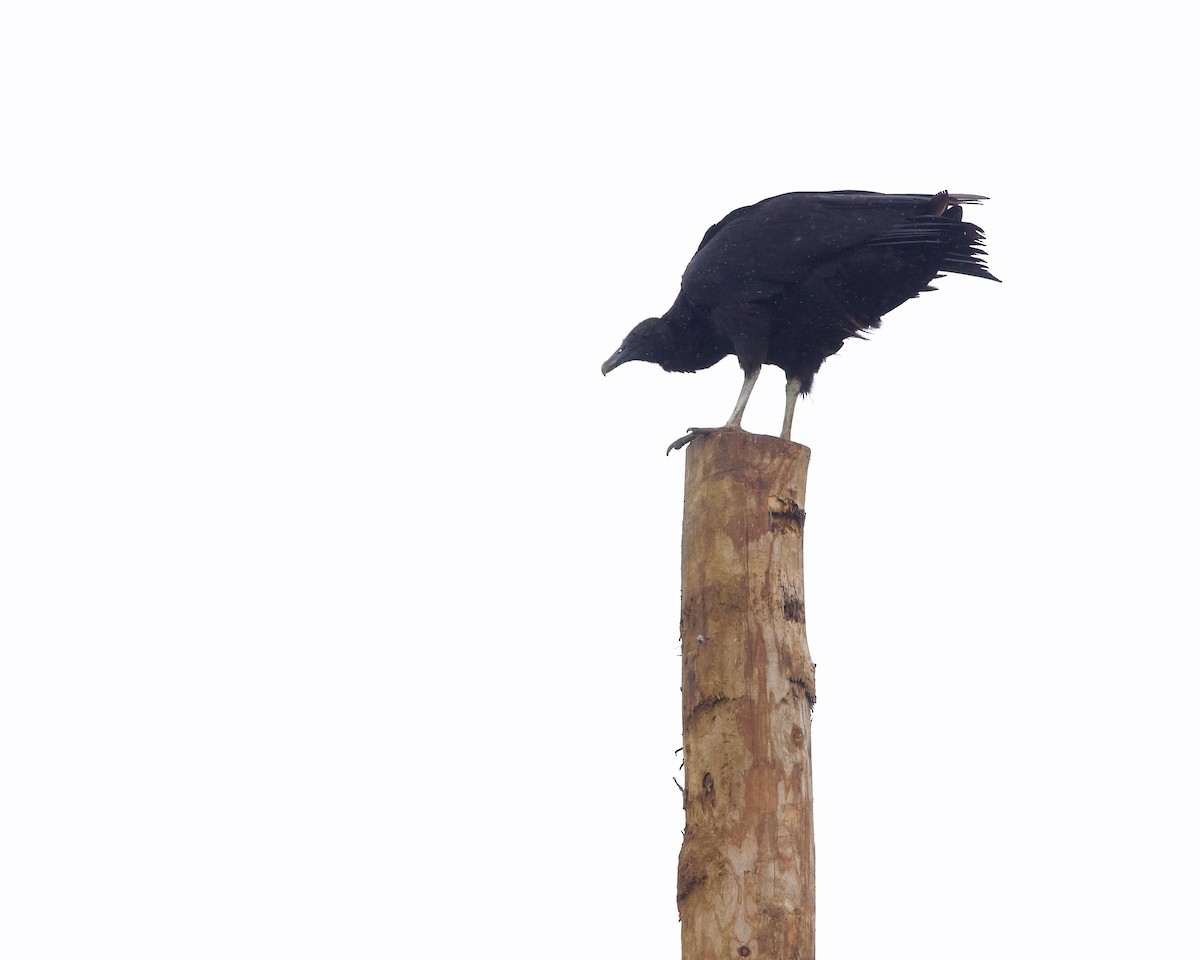 Black Vulture - Jon Cefus