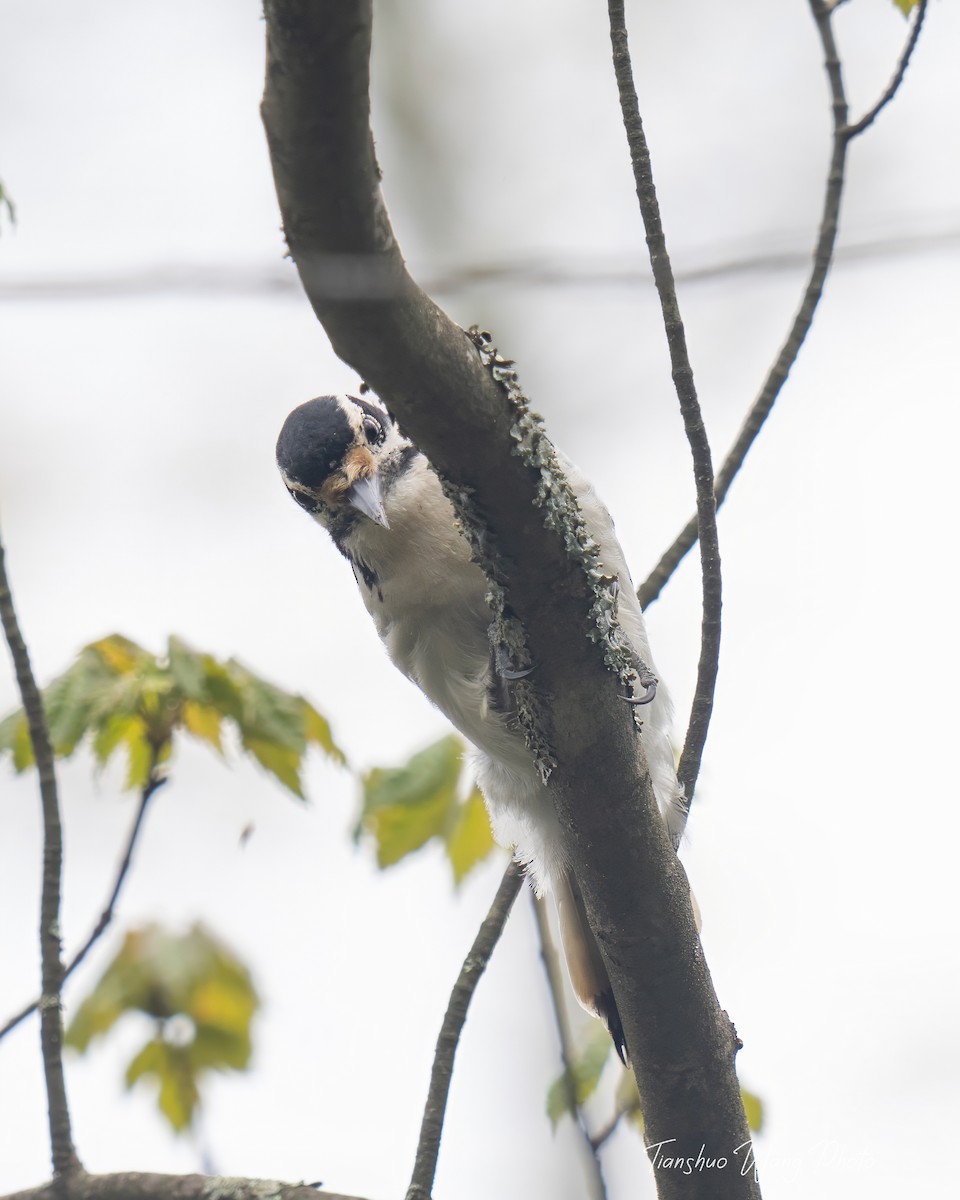 Hairy Woodpecker - Tianshuo Wang