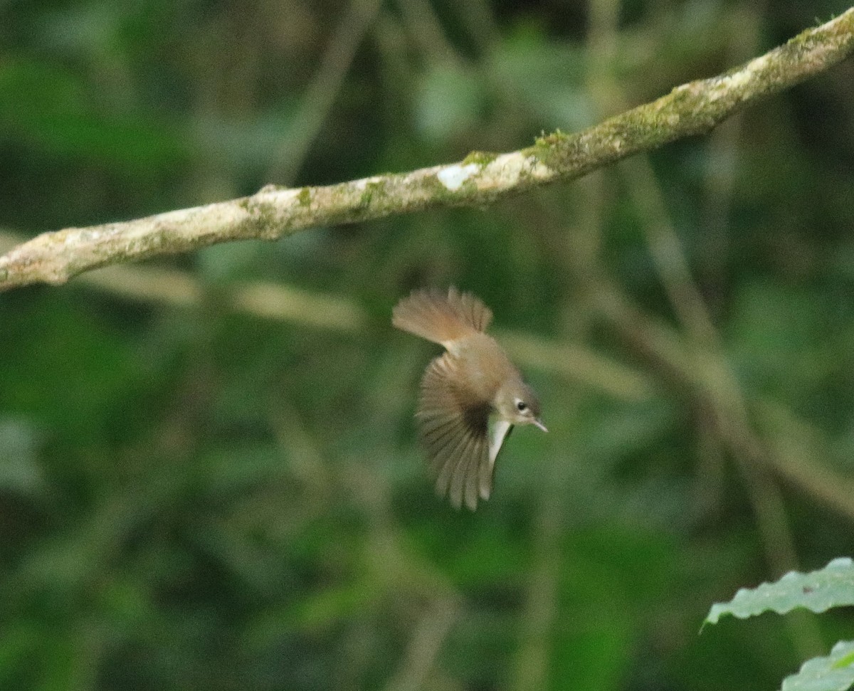 Brown-breasted Flycatcher - ML618953516