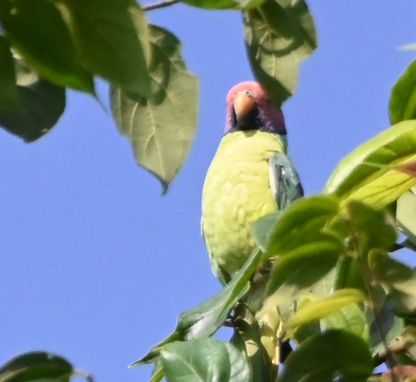 Plum-headed Parakeet - ML618953521