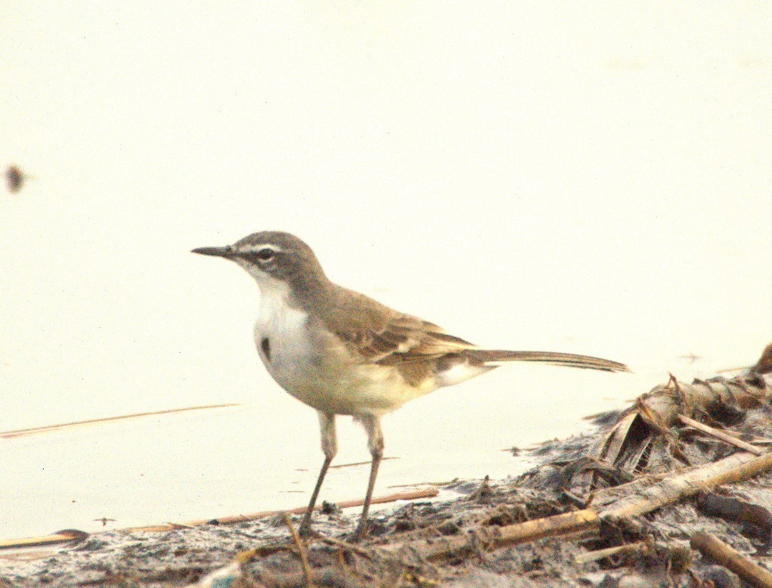 Cape Wagtail - ML618953543