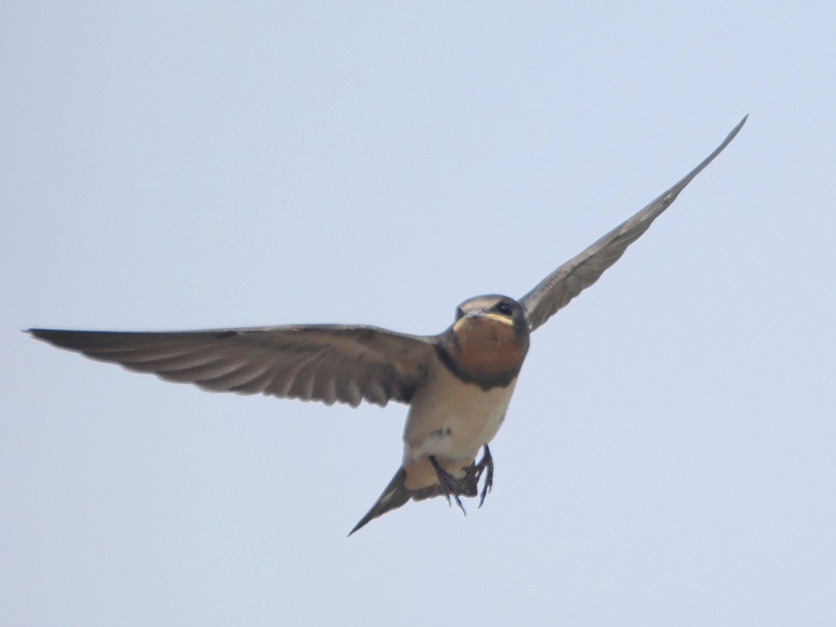 Barn Swallow - Charles Lam