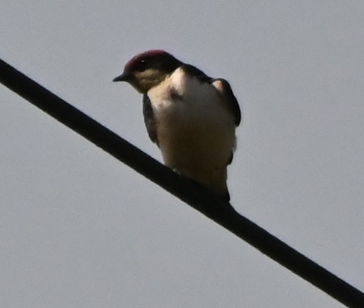Wire-tailed Swallow - Nanda Ramesh