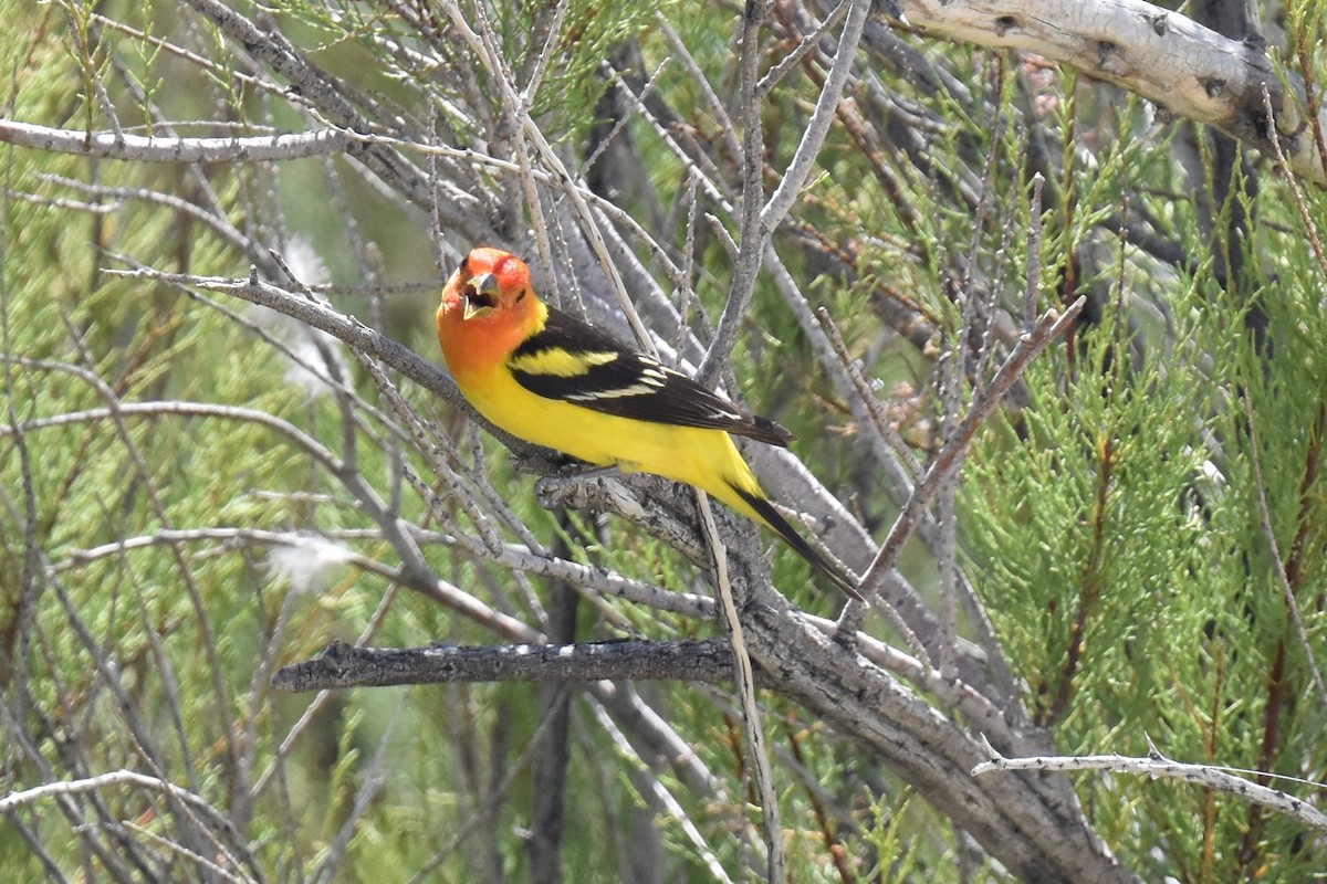 Western Tanager - ML618953710
