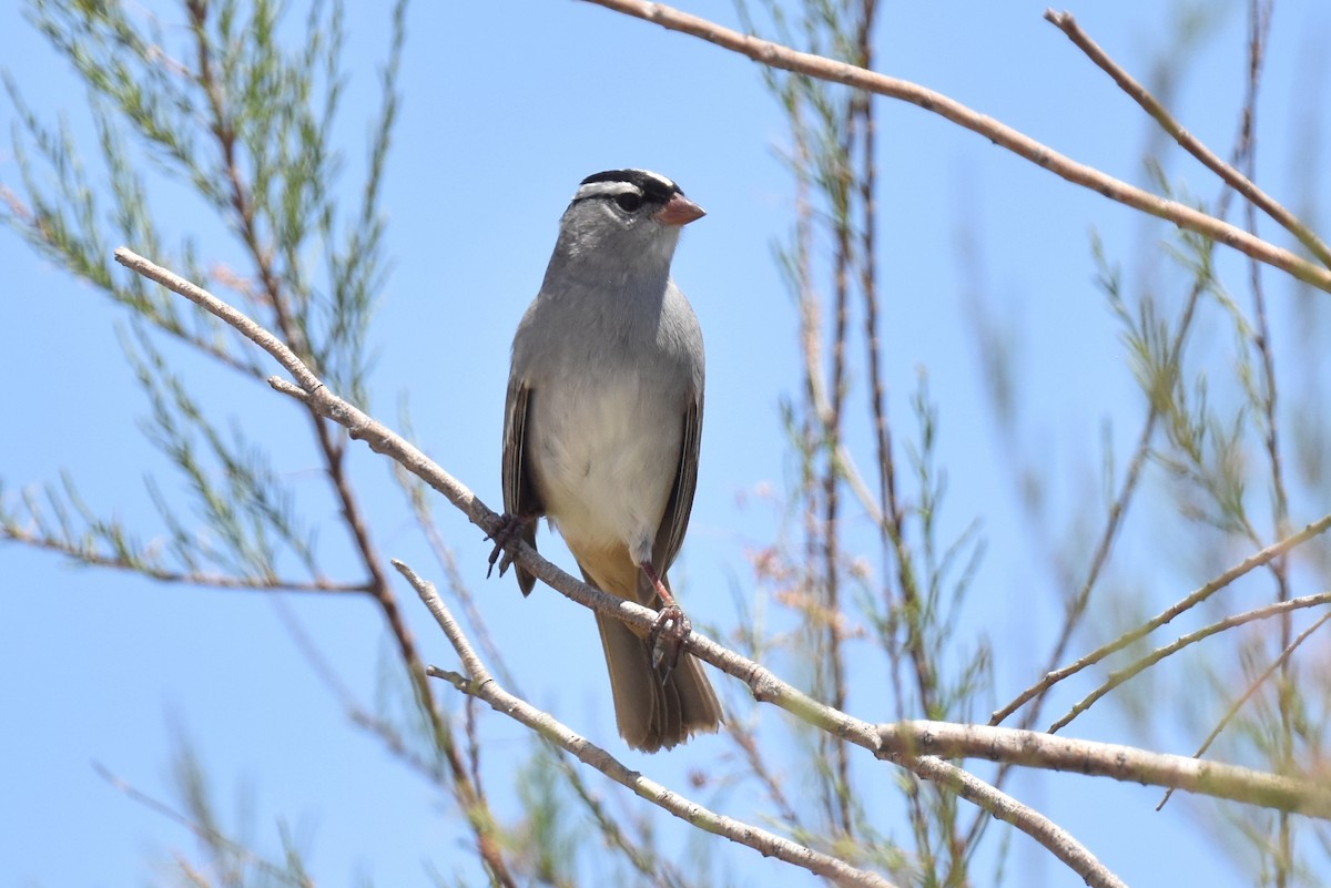 White-crowned Sparrow (oriantha) - ML618953711