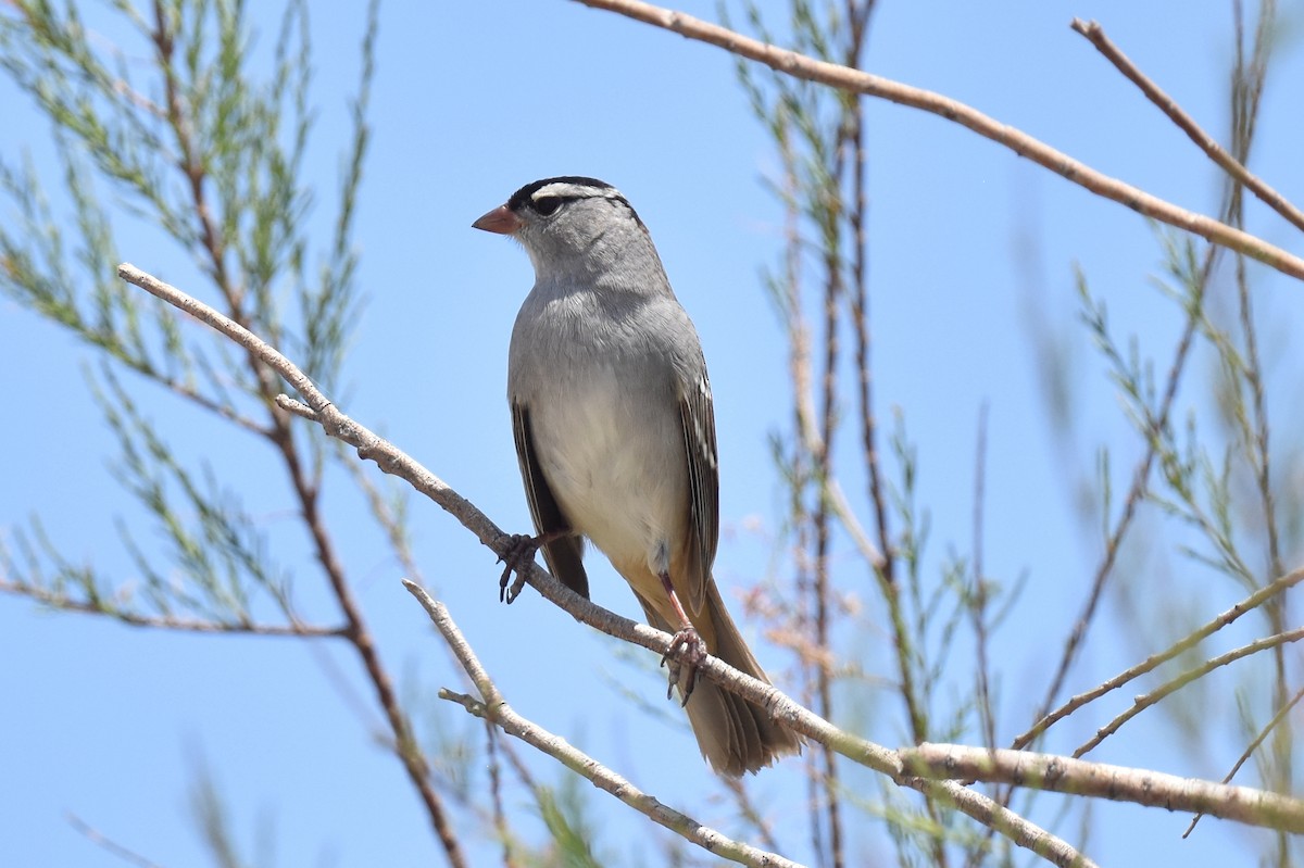 White-crowned Sparrow (oriantha) - ML618953712
