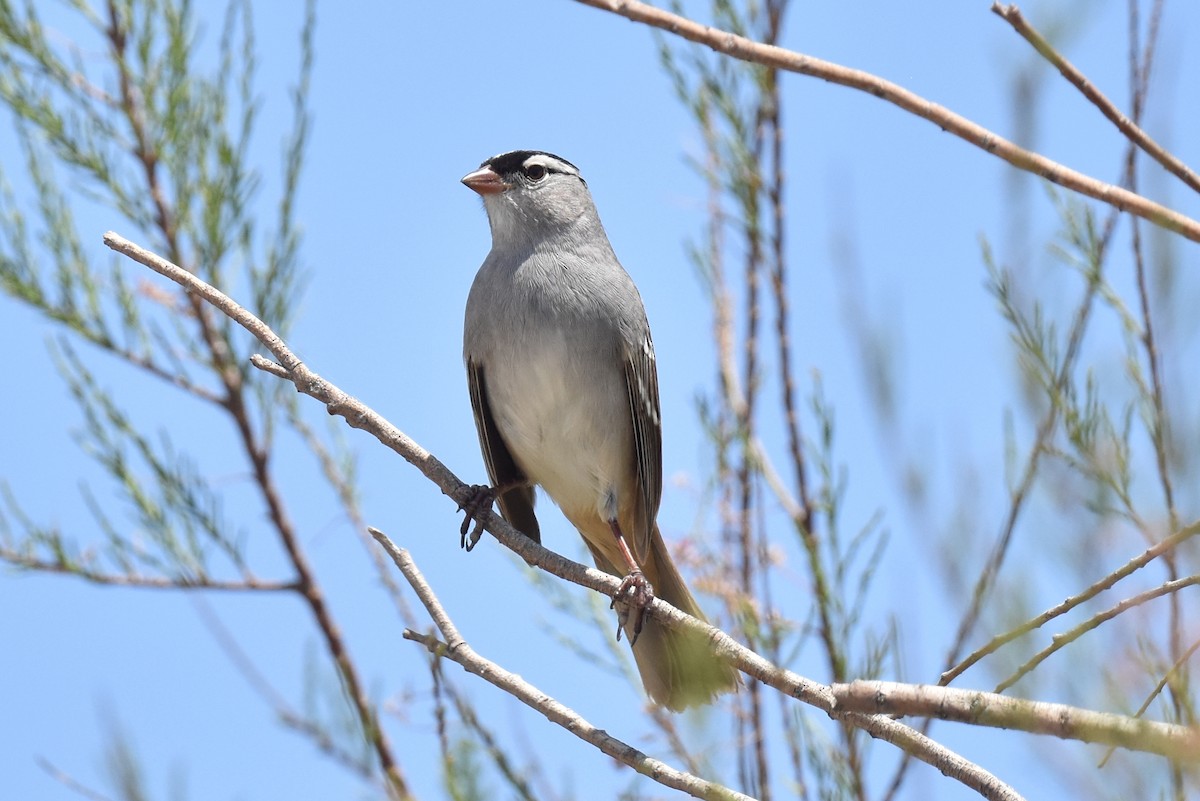 White-crowned Sparrow (oriantha) - Naresh Satyan