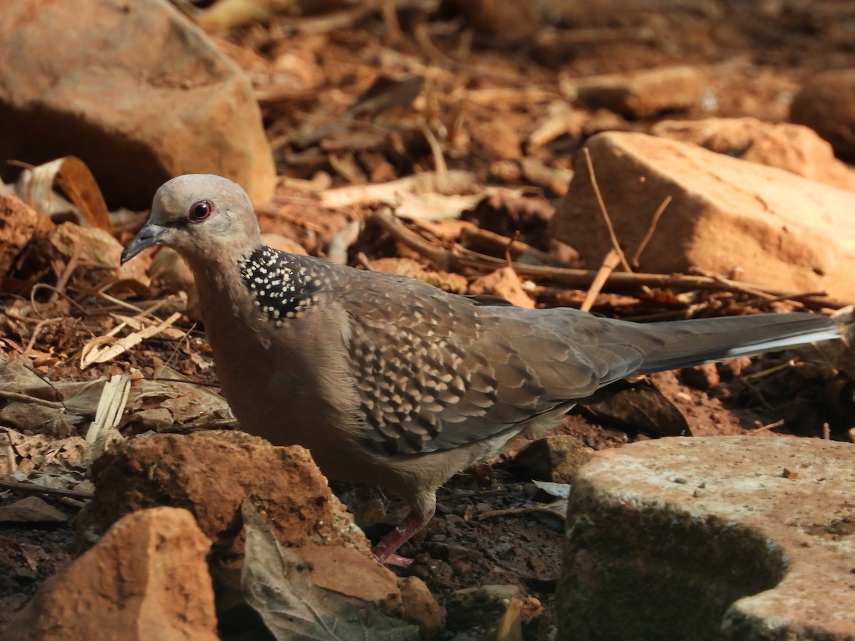 Spotted Dove - ML618953757