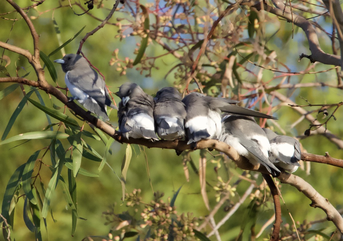 White-breasted Woodswallow - ML618953818