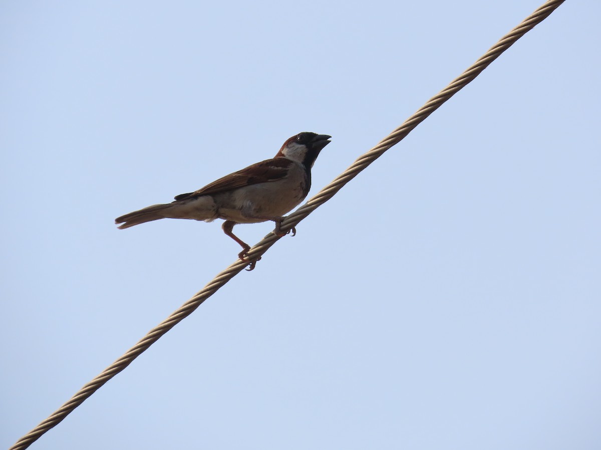 House Sparrow - Shilpa Gadgil