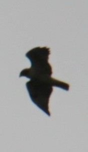 káně rudochvostá (ssp. borealis) - ML618953902