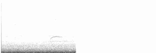 Дрізд-короткодзьоб Cвенсона - ML618953930