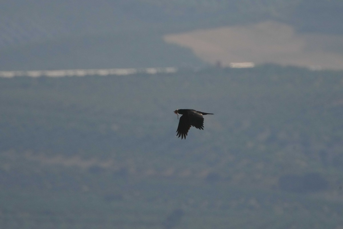 Common Raven - Victoriano Mora Morillo