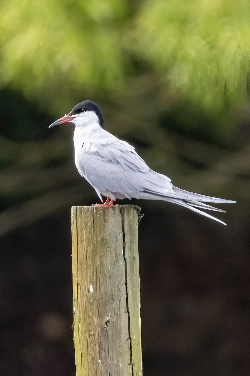 Common Tern - Richard Styles