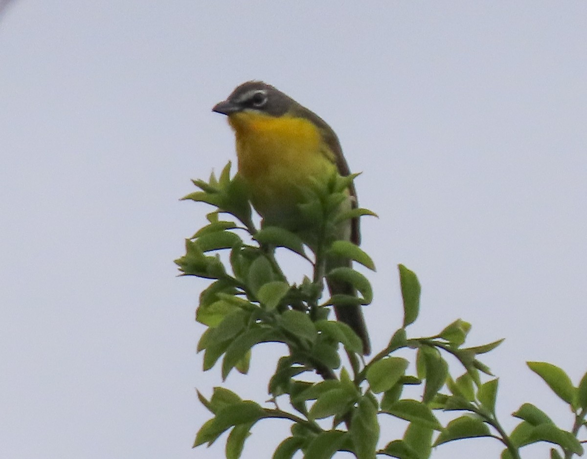 Yellow-breasted Chat - ML618953978