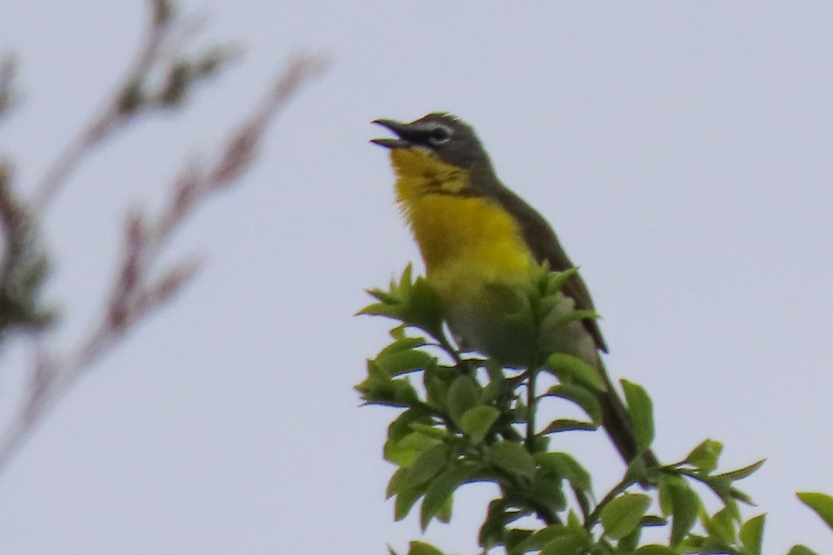 Yellow-breasted Chat - ML618953979
