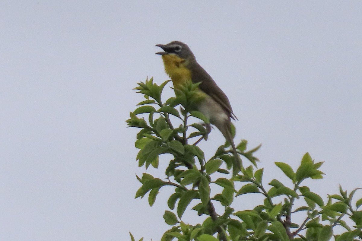 Yellow-breasted Chat - ML618953980