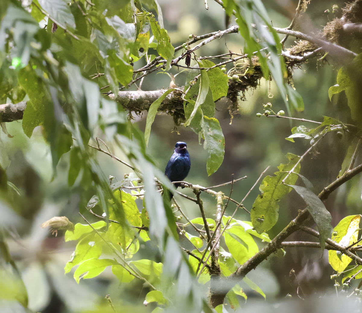 Lesser Racket-tailed Drongo - ML618954019