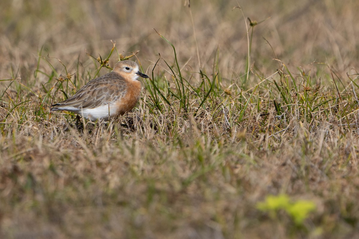 Red-breasted Dotterel - ML618954132
