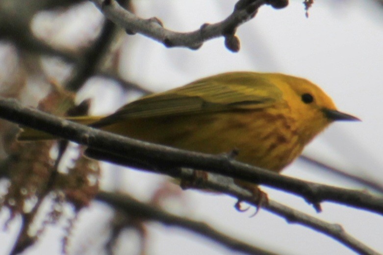 Yellow Warbler (Northern) - ML618954148