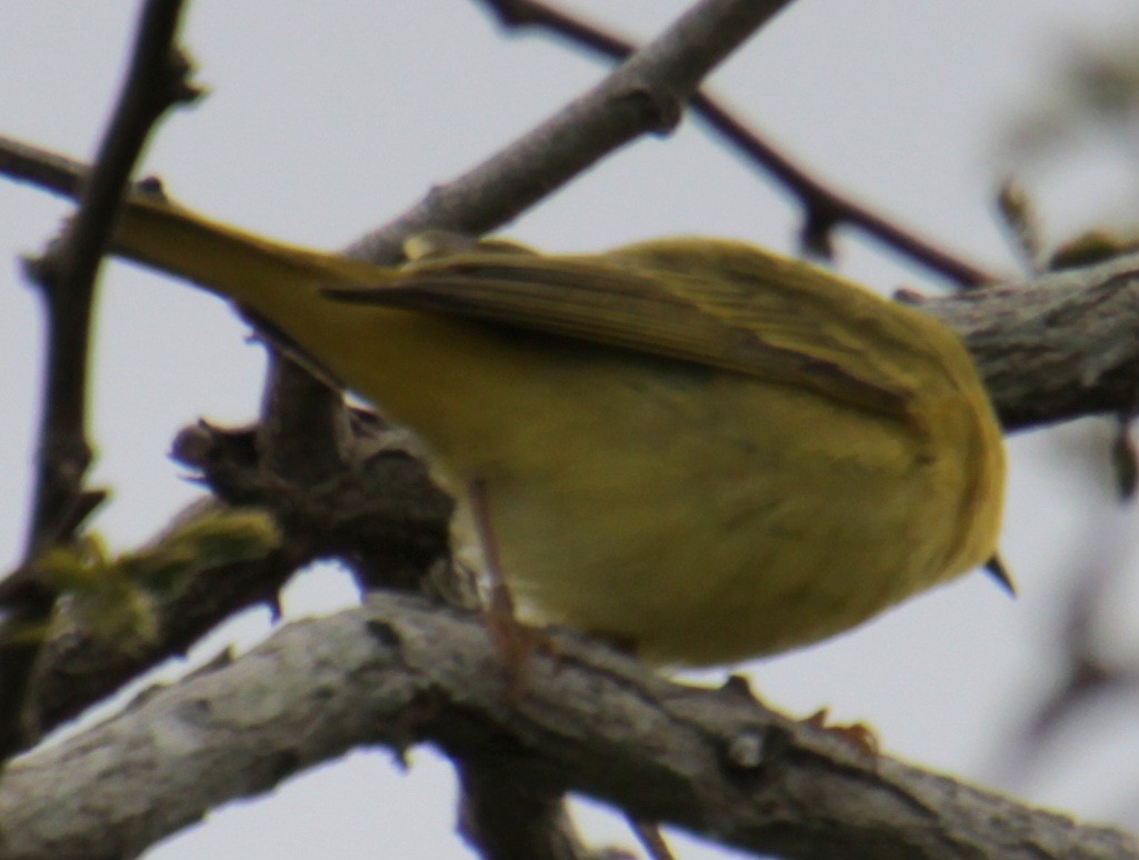 Yellow Warbler (Northern) - ML618954149