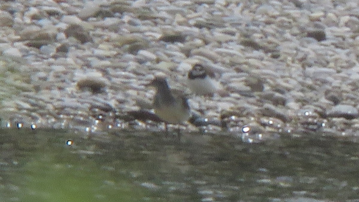 Common Ringed Plover - ML618954165