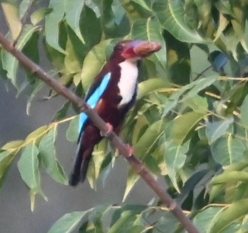 White-throated Kingfisher - Nanda Ramesh
