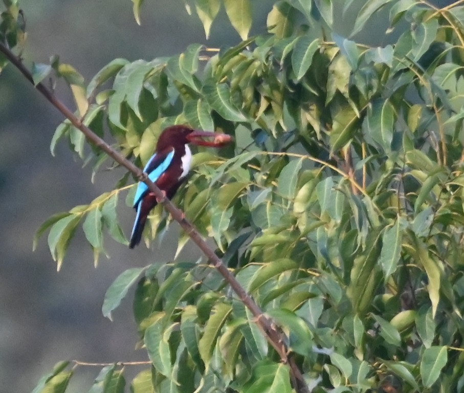 White-throated Kingfisher - Nanda Ramesh