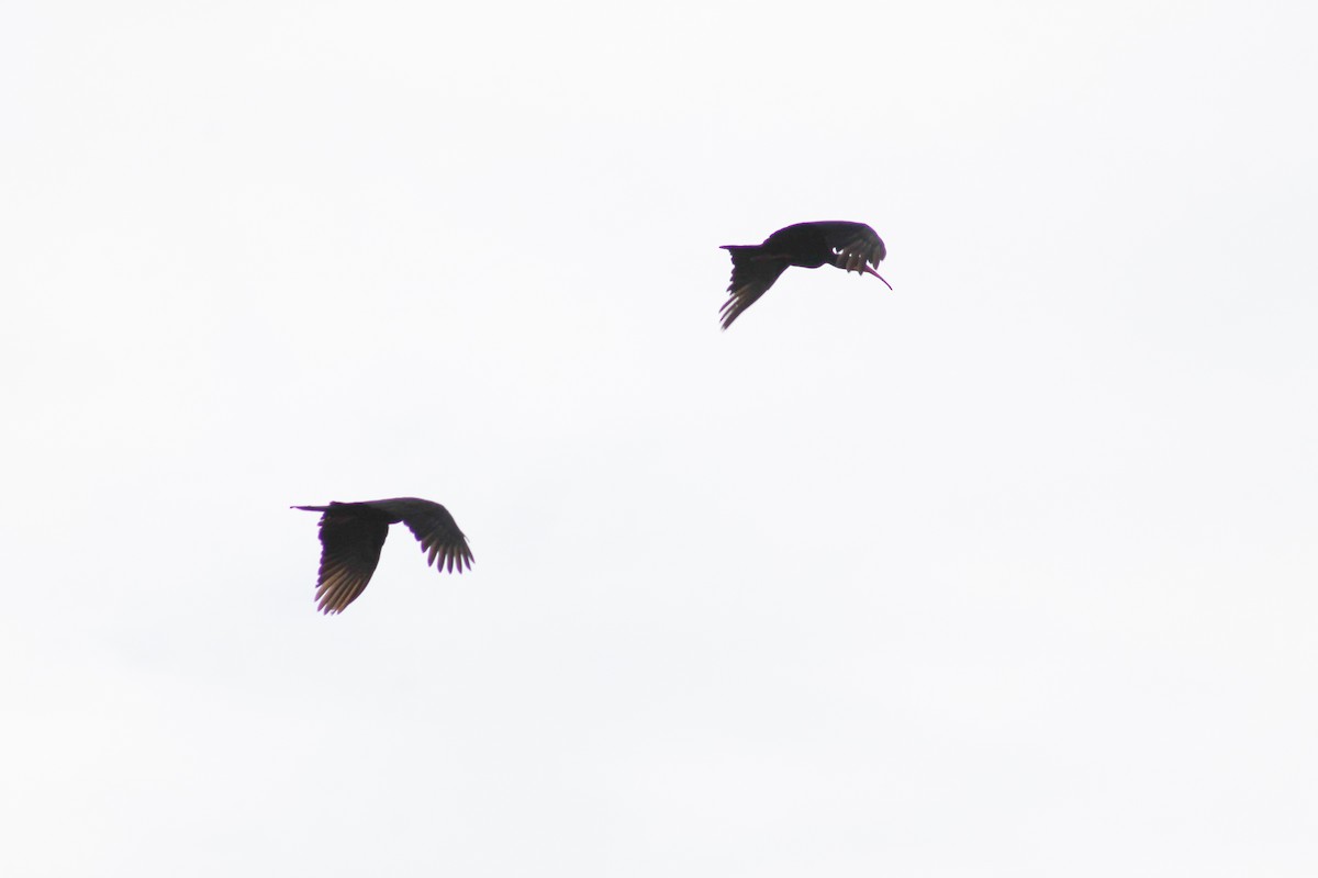 Sharp-tailed Ibis - lola aleman