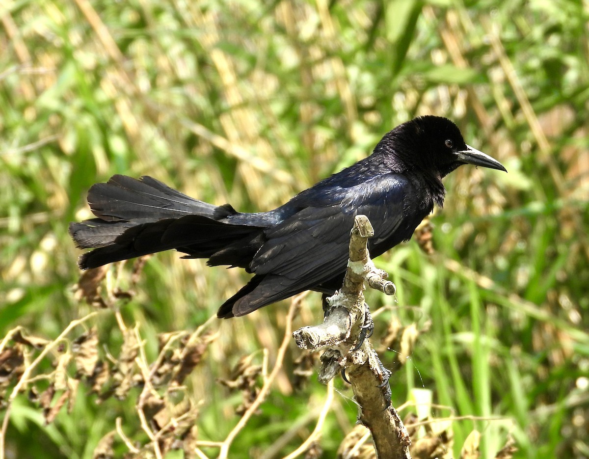 Boat-tailed Grackle - ML618954220