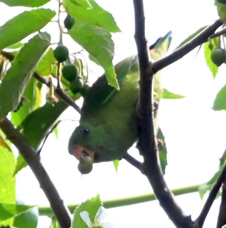 Vernal Hanging-Parrot - Nanda Ramesh