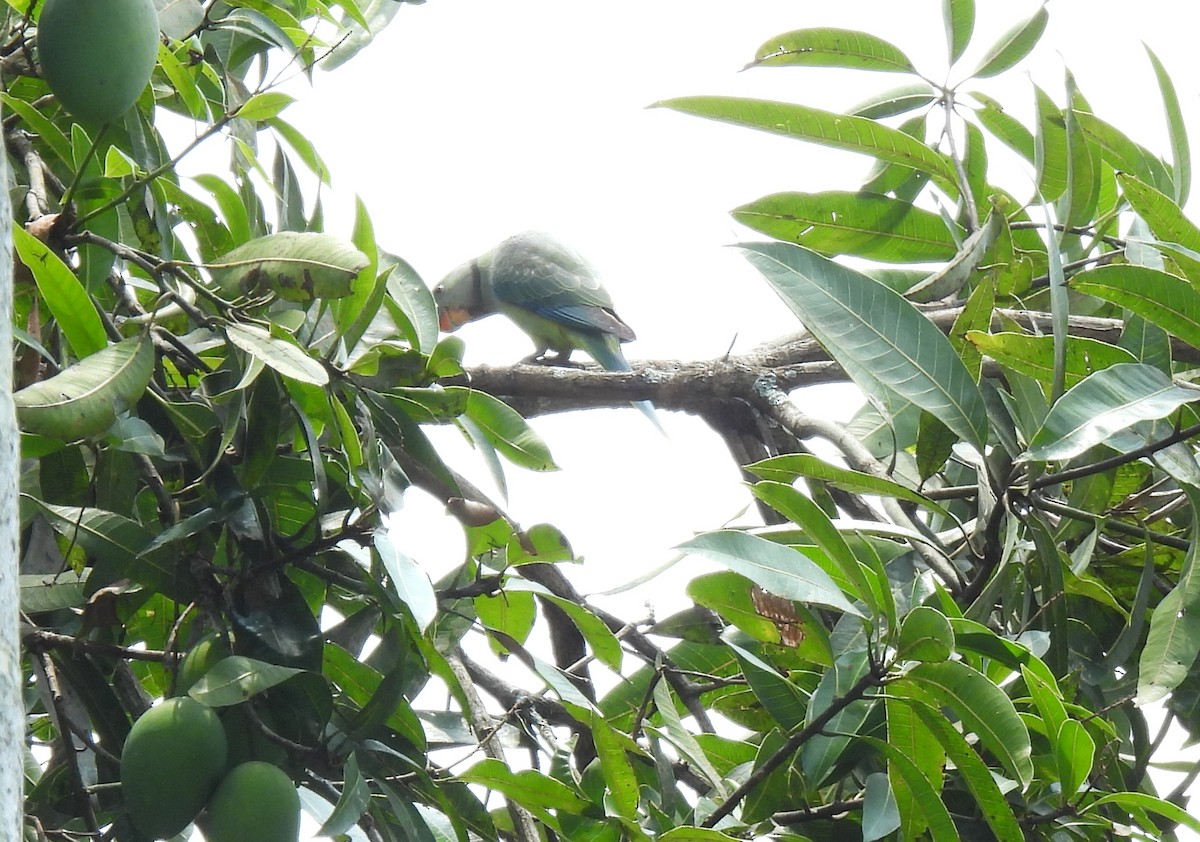 Malabar Yeşil Papağanı - ML618954284