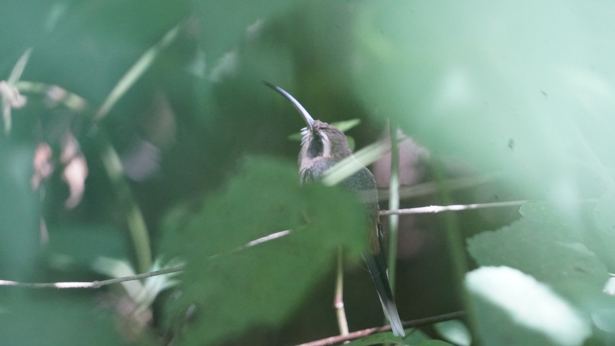 Серогорлый колибри-отшельник - ML618954292