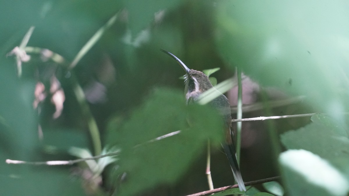 Серогорлый колибри-отшельник - ML618954293