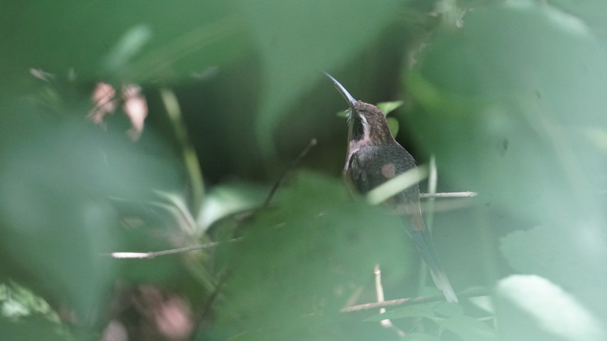 Серогорлый колибри-отшельник - ML618954294