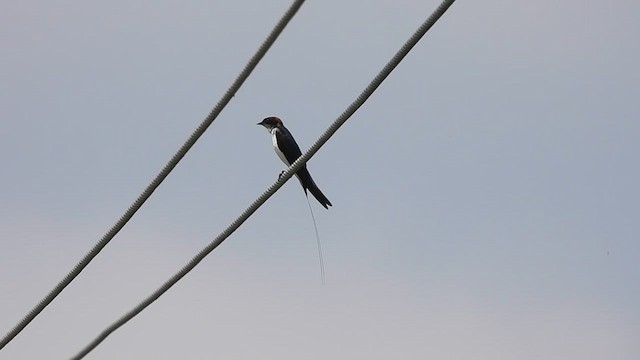 Wire-tailed Swallow - ML618954312