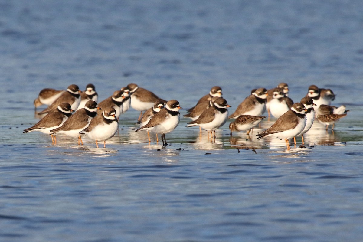 Semipalmated Plover - ML618954314