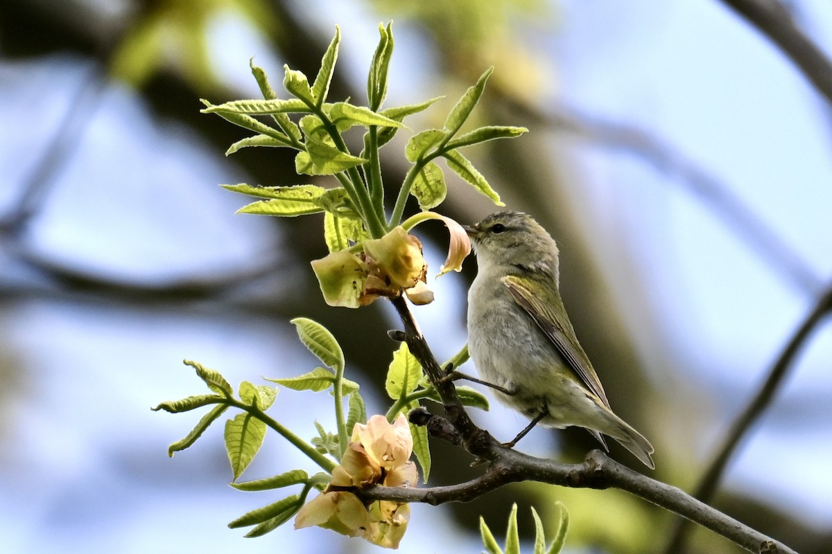 Tennessee Warbler - Michele Carnerie