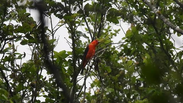 Scarlet Tanager - ML618954338