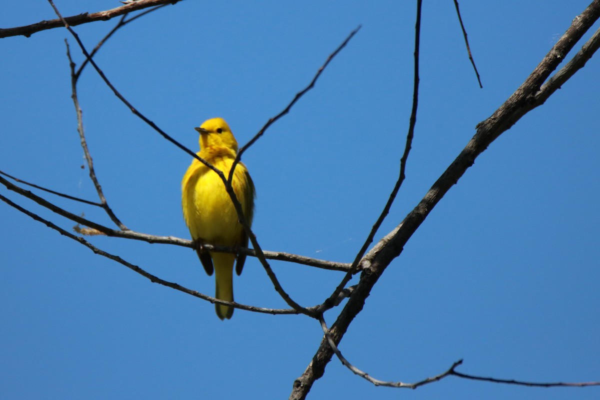 Yellow Warbler - Vicky Atkinson