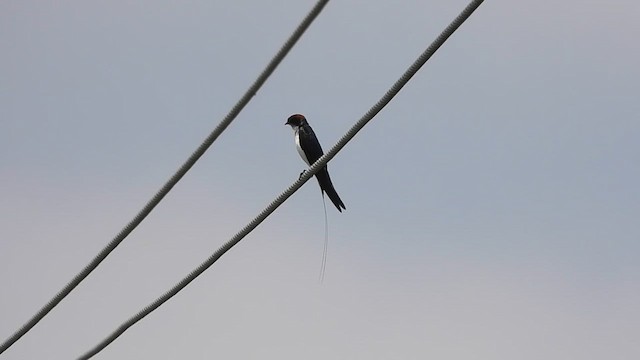 Wire-tailed Swallow - ML618954367