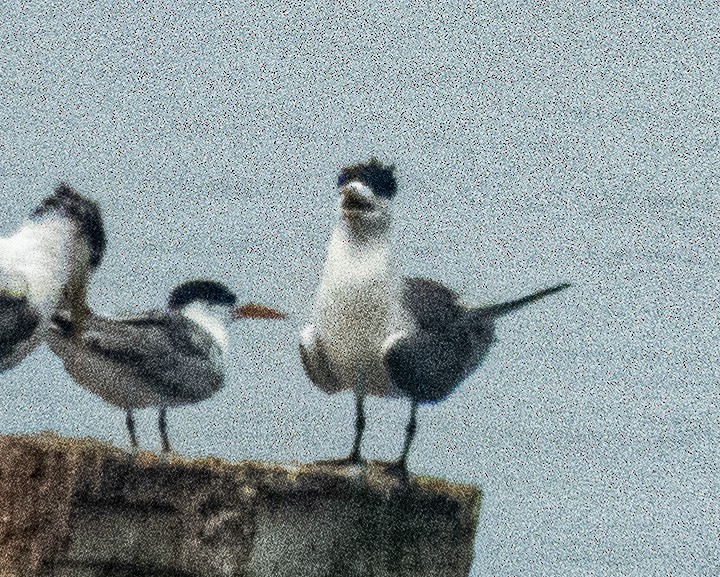 Lesser Crested Tern - ML618954382