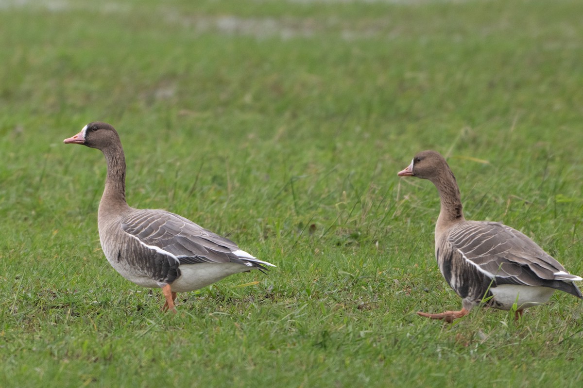 Greater White-fronted Goose - Guido Van den Troost