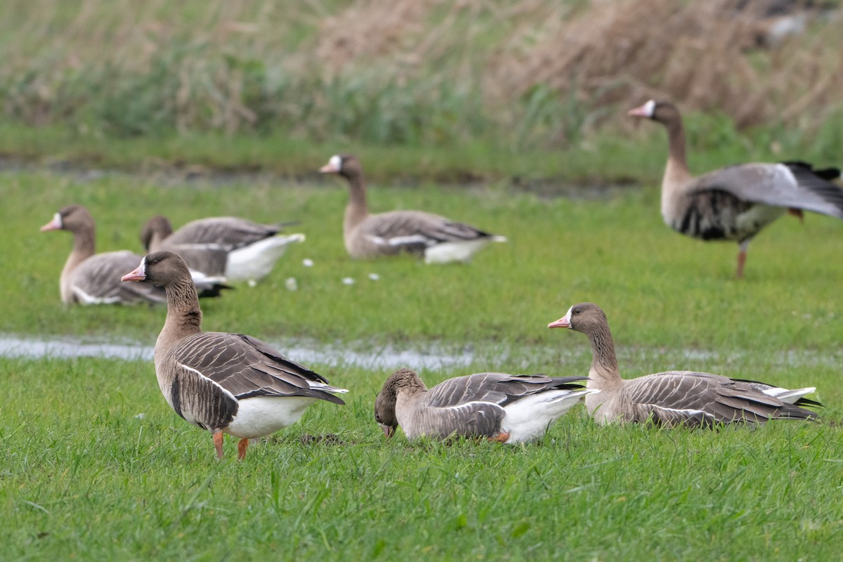 Greater White-fronted Goose - Guido Van den Troost