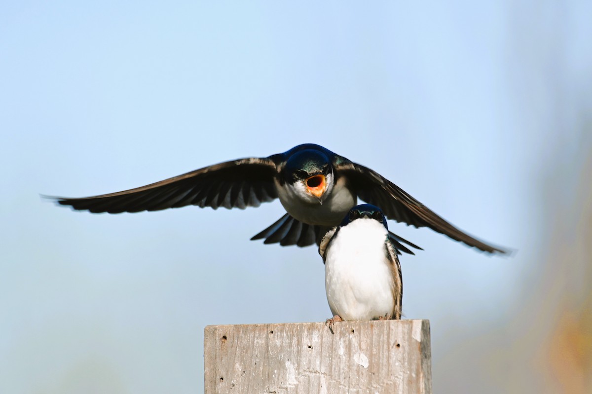 Tree Swallow - Francois Cloutier