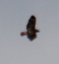 Red-tailed Hawk (borealis) - ML618954428