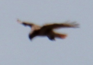 Red-tailed Hawk (borealis) - ML618954429