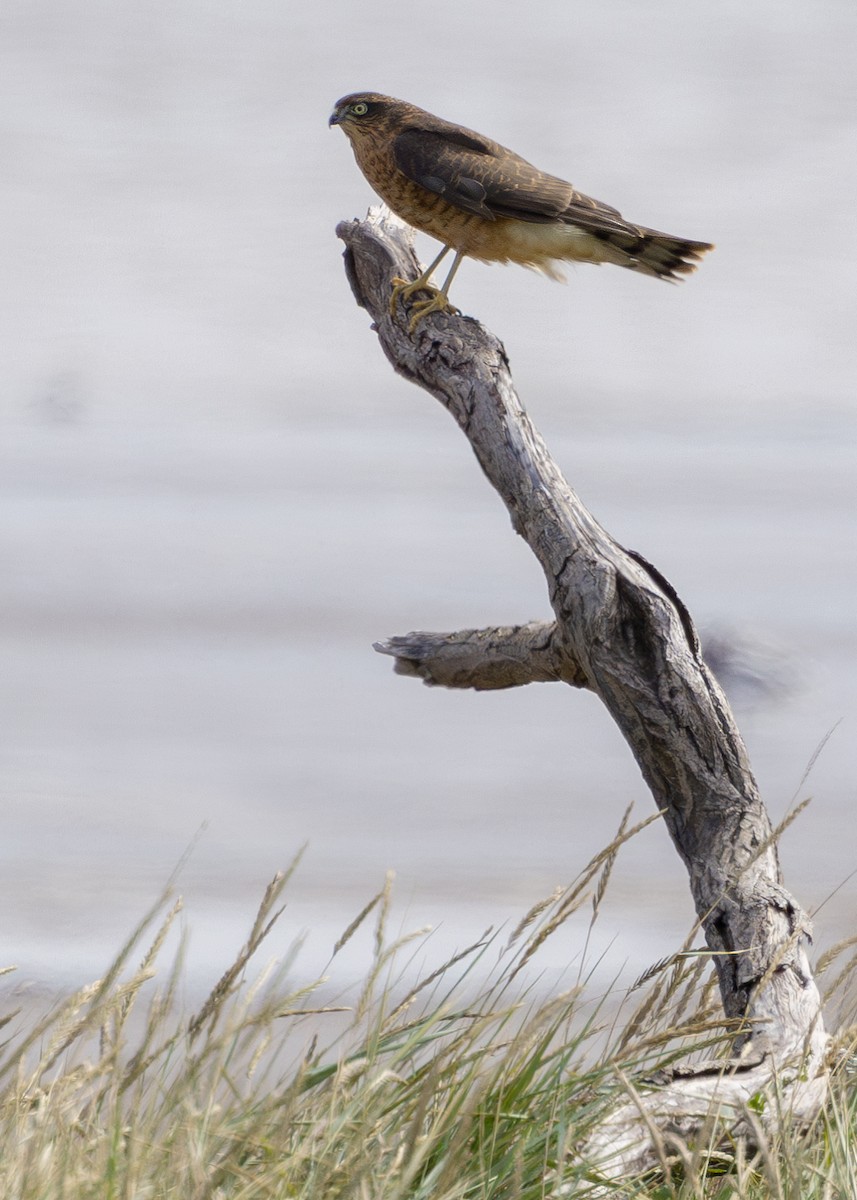 Eurasian Sparrowhawk - Nathaniel Dargue